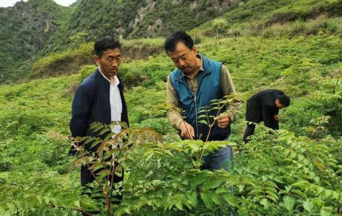圖為張金利調(diào)研適合阿拉村種植的農(nóng)作物，經(jīng)過不斷改良技術后，產(chǎn)量大大提高。(資料圖)甘肅省水利廳供圖