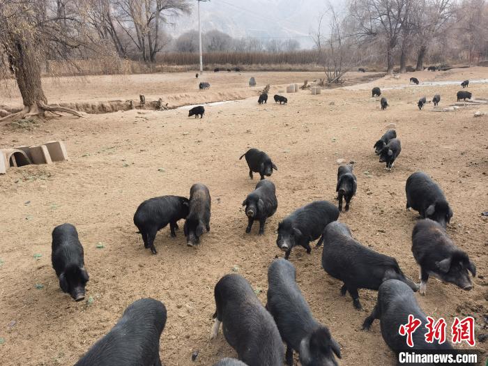 圖為藏香豬?！∑钤鲚?攝