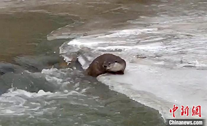 冰面上的國家二級保護動物小爪水獺。視頻截圖