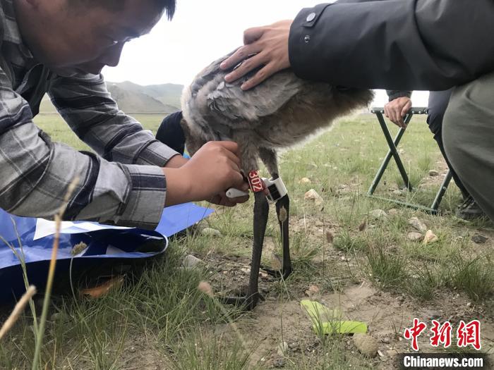 圖為研究人員為黑頸鶴佩戴GPS跟蹤設(shè)備。祁連山國(guó)家公園青海省管理局供圖