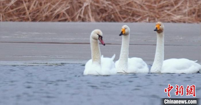 圖為疣鼻天鵝與大天鵝?！∏嗪夜珗@觀鳥協(xié)會(huì)供圖 攝