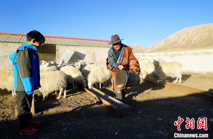 圖為哇保和孫子正在喂羊?！〔彭?xiàng)什姐 攝