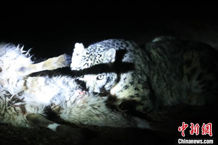 長(zhǎng)江源、瀾滄江源啟動(dòng)旗艦物種雪豹及棲息地保護(hù)項(xiàng)目