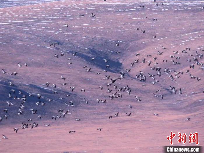 圖為黑頸鶴翔集于青海嘉塘草原上?！∏嗪Ｊ∮駱?shù)藏族自治州稱多縣委宣傳部供圖