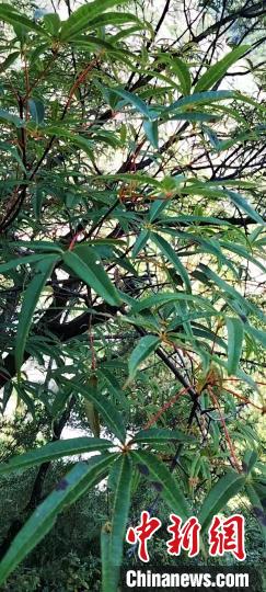 被稱為植物界“大熊貓”的五小葉槭植物。　康定市委宣傳部供圖