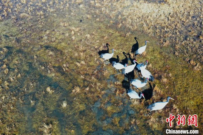 圖為黑頸鶴群在濕地中曬太陽(yáng)?！】姥?攝