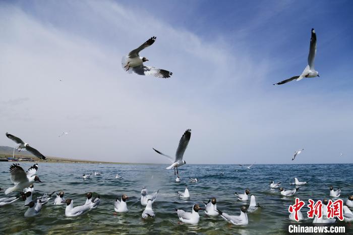 圖為水鳥在青海湖飛翔?！●R銘言 攝