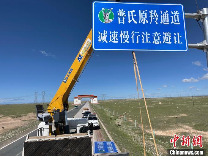 圖為青海省海北州剛察縣設(shè)立的普氏原羚通道警示牌?！∏嗪Ｊ『１敝萑嗣駲z察院供圖