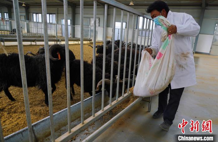 圖為飼養(yǎng)員給黑藏羊喂食?！●R銘言 攝