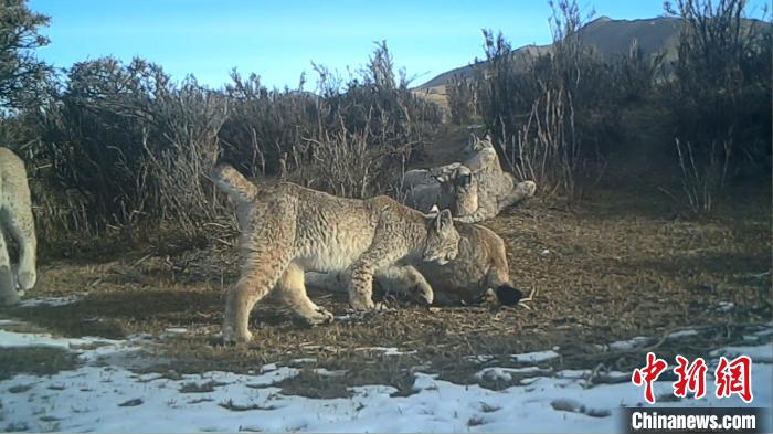 圖為紅外相機拍攝到的猞猁?！∑钸B山國家公園青海省管理局供圖