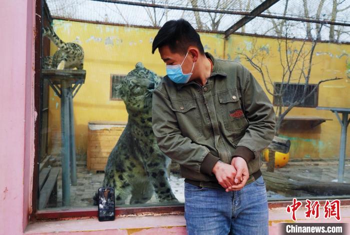圖為雪豹“奶爸”史壽軍直播休息時與雪豹互動?！●R銘言 攝