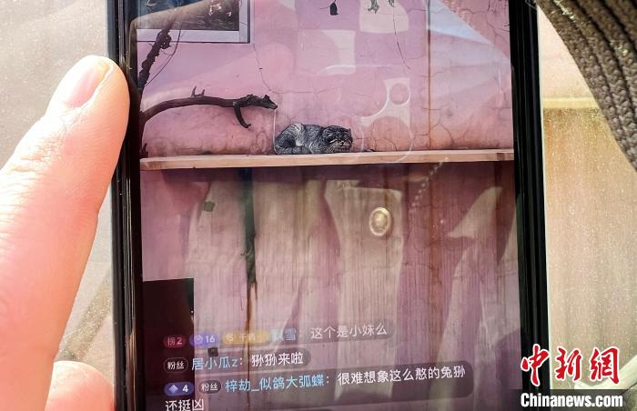 圖為雪豹“奶爸”史壽軍正在直播?！●R銘言 攝