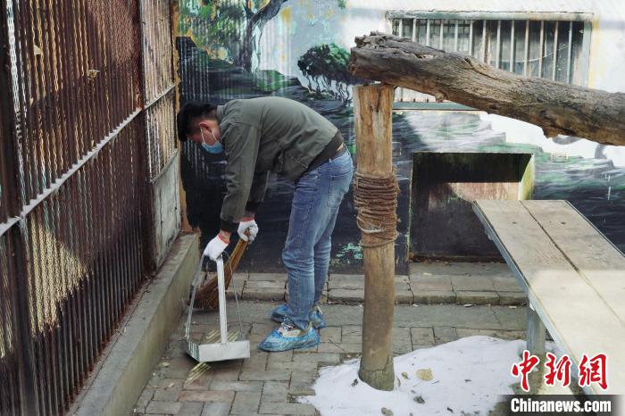 圖為雪豹“奶爸”史壽軍正在打掃豹館衛(wèi)生。　馬銘言 攝
