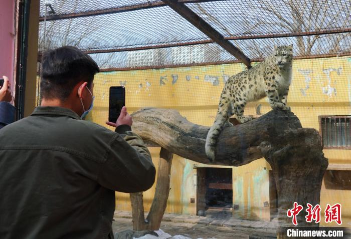 圖為雪豹“奶爸”史壽軍正在直播。　馬銘言 攝