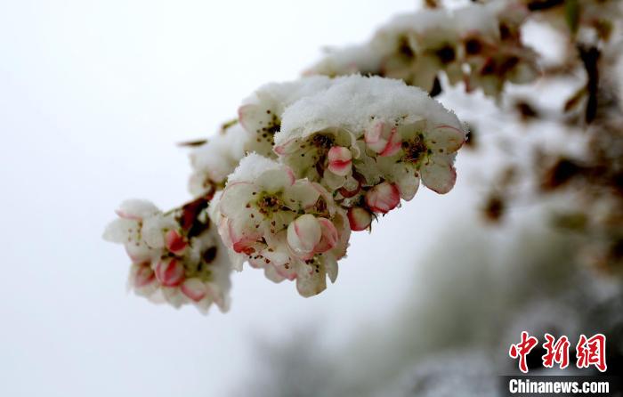 花兒被冰雪覆蓋?！±钣腊?　攝