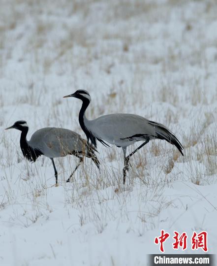 在若爾蓋濕地的蓑羽鶴?！∩袞|機 攝