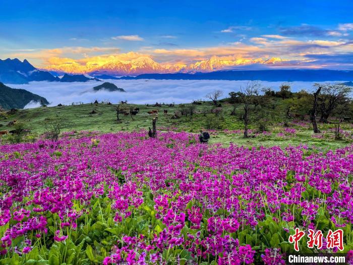 春天的牛背山花海?！∮稳仄?攝