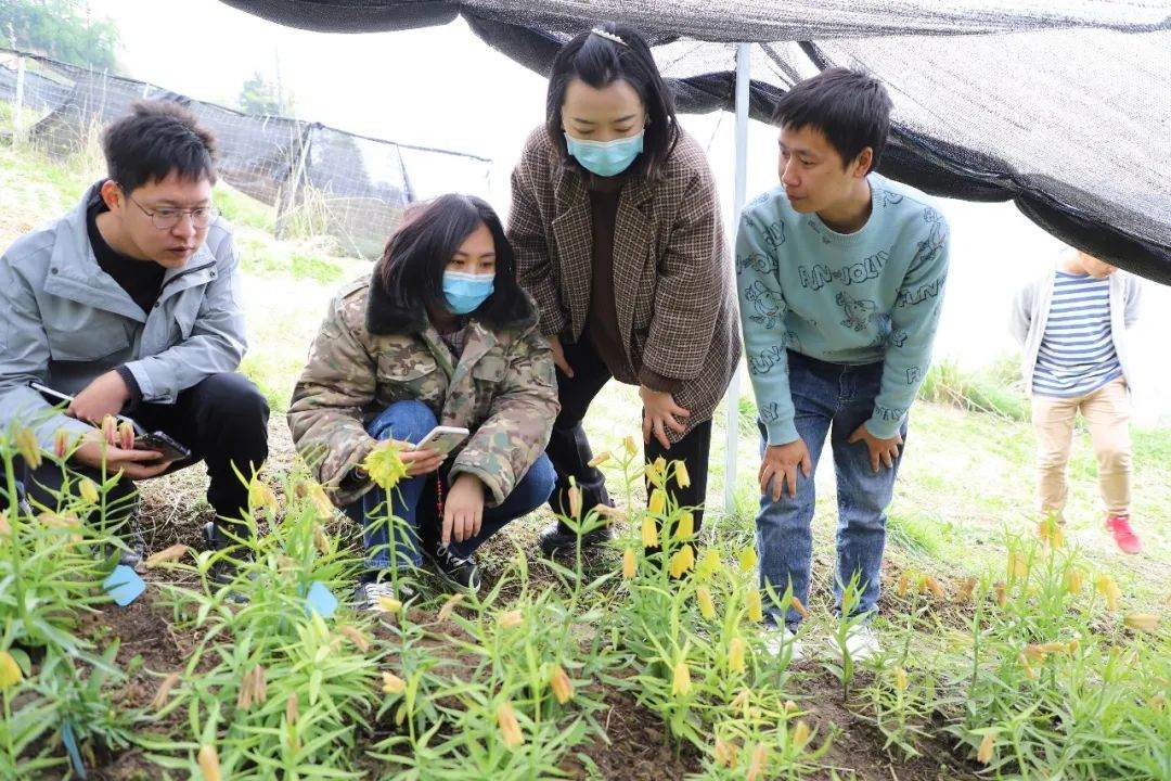 彭州對(duì)口支援工作組隊(duì)項(xiàng)目組查看瓦布貝母種植情況。彭州市宣傳部供圖