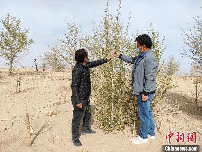 柴達木盆地的護林員：守護，只為那一片綠