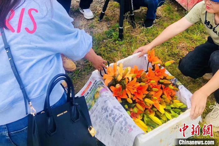 村民采摘百合花?！∪捞量h委宣傳部供圖