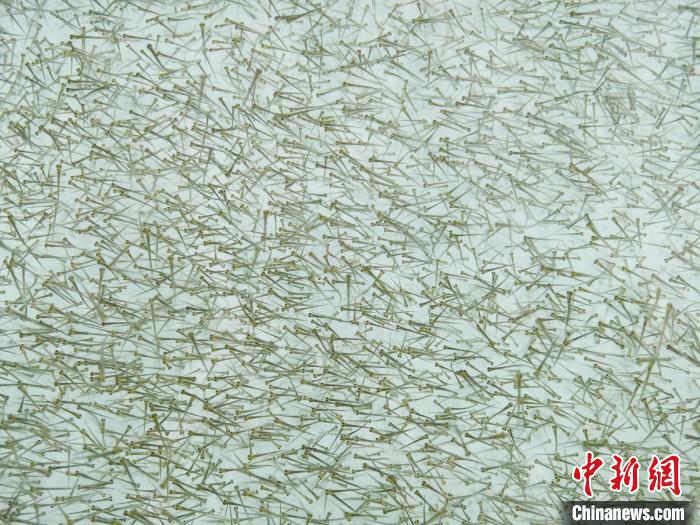 圖為密集培育的魚(yú)苗?！?zhí)砀?攝
