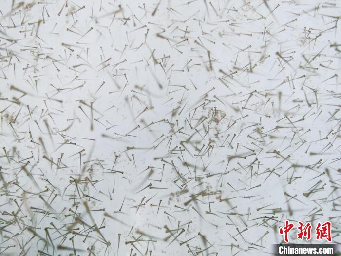 圖為魚(yú)苗。　張?zhí)砀?攝