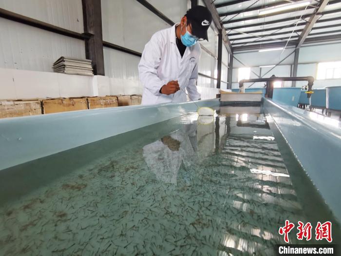 圖為工作人員檢查魚(yú)苗?！?zhí)砀?攝