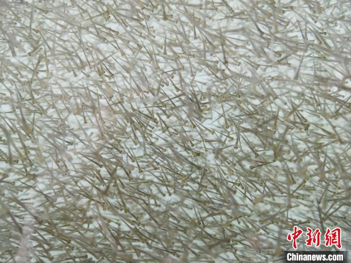 圖為密集分布的魚(yú)苗?！?zhí)砀?攝