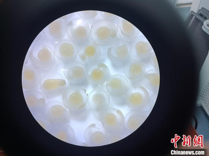 圖為顯微鏡下的魚(yú)卵。　青海湖裸鯉救護(hù)中心 供圖