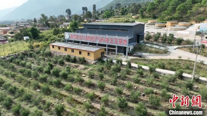 伍合村的油橄欖種植基地。　高嘉琪 攝