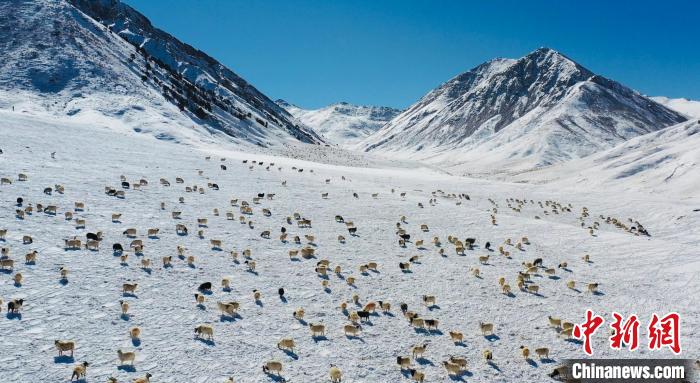圖為羊群在雪地里覓食?！《继m縣融媒體中心供圖