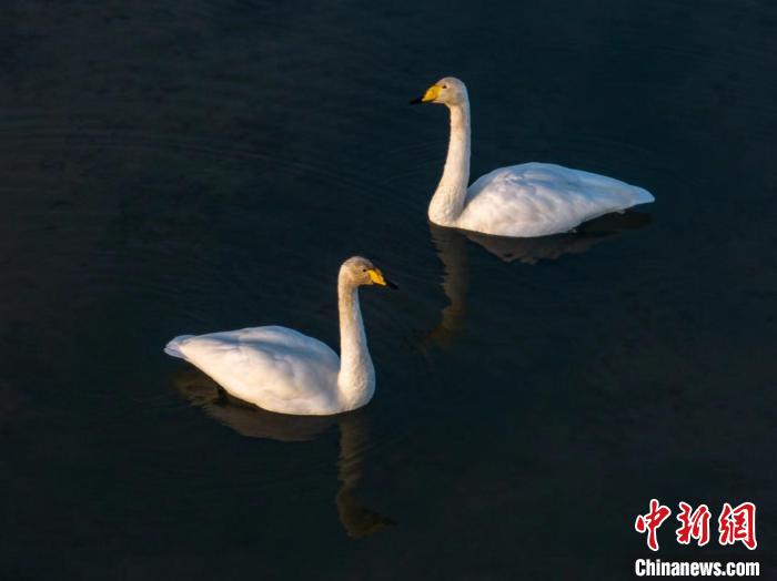 圖為兩只天鵝在湖中游蕩?！『螁⒔?攝