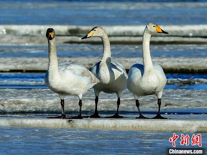 圖為三只天鵝在湖面上曬太陽?！『螁⒔?攝