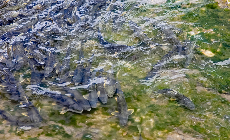 青海湖裸鯉（湟魚）洄游。周元峰攝
