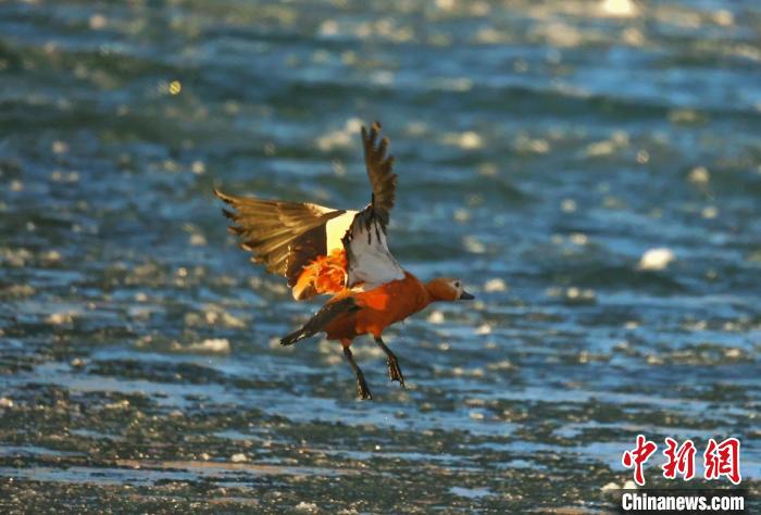 圖為赤麻鴨貼著水面飛行?！“兹斩〔冀?攝