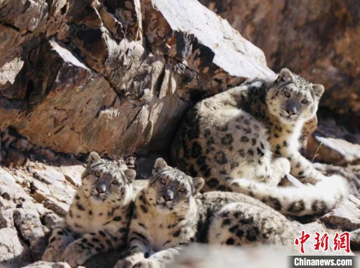青海都蘭：雪豹、兔猻等多種珍稀野生動物亮相