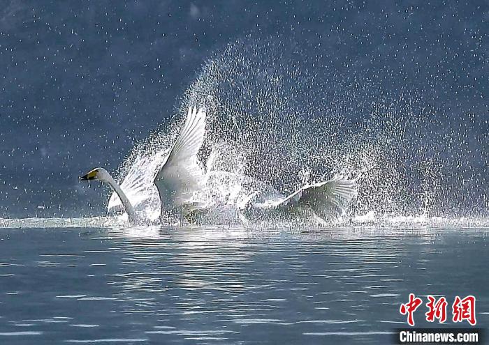 圖為大天鵝在水中嬉戲。　嚴(yán)桉 攝