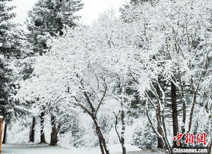 大熊貓國(guó)家公園王朗片區(qū)春雪如畫，宛若仙境?！×_春平 攝