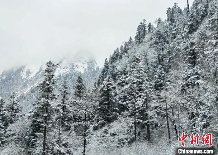 大熊貓國(guó)家公園王朗片區(qū)春雪如畫，宛若仙境?！×_春平 攝