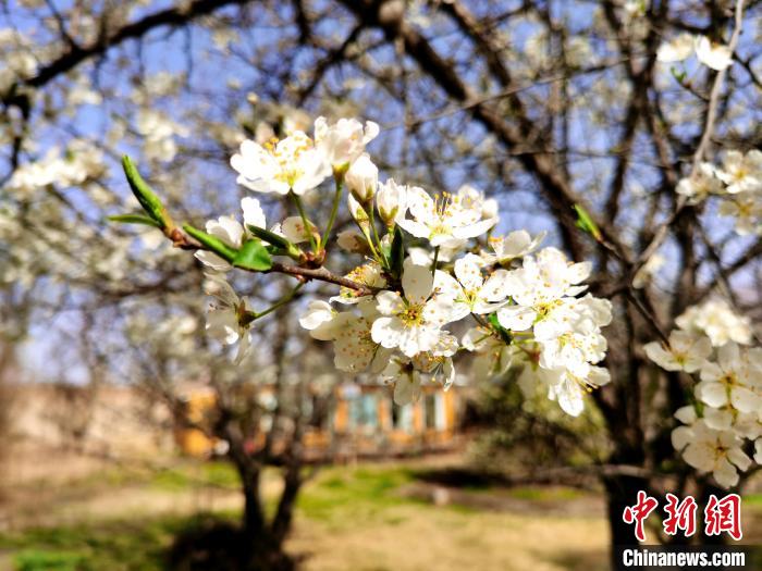 圖為梨花?！?zhí)砀?攝