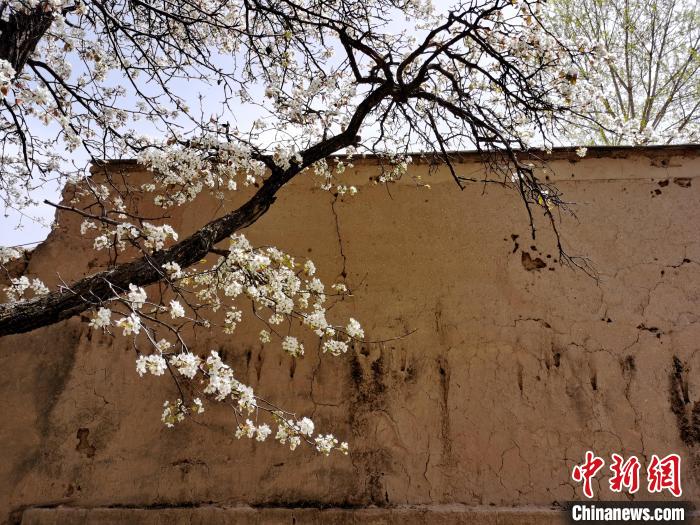 圖為一面土墻旁邊的梨花。　張?zhí)砀?攝