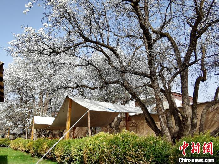 圖為尖扎噶達莊園內的梨花。　張?zhí)砀?攝