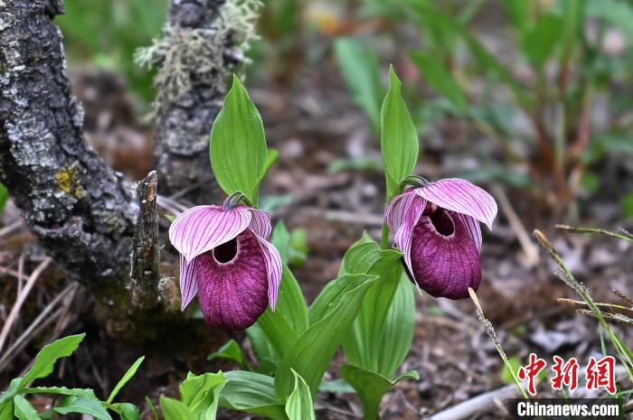 黃龍景區(qū)高山蘭花盛開?！“苍?攝