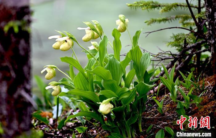 黃龍景區(qū)高山蘭花盛開?！“苍?攝