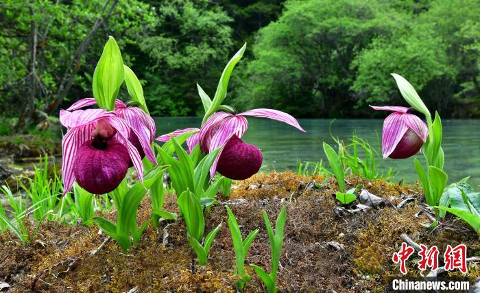 黃龍景區(qū)高山蘭花盛開?！　↑S龍風(fēng)景名勝區(qū)供圖