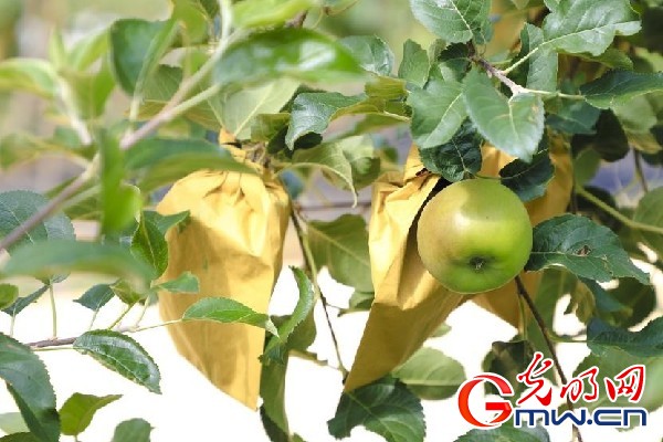 我們的家園｜小蘋(píng)果帶動(dòng)大產(chǎn)業(yè)，帶你看看這座阿壩州小村的鄉(xiāng)村振興新模式