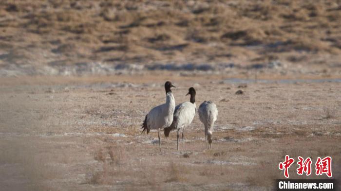 珍稀鳥類黑頸鶴、灰鶴現(xiàn)身青海格爾木