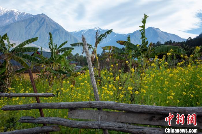 種獼猴桃、耙耙柑西藏林芝下察隅千方百計(jì)為民眾“鼓腰包”