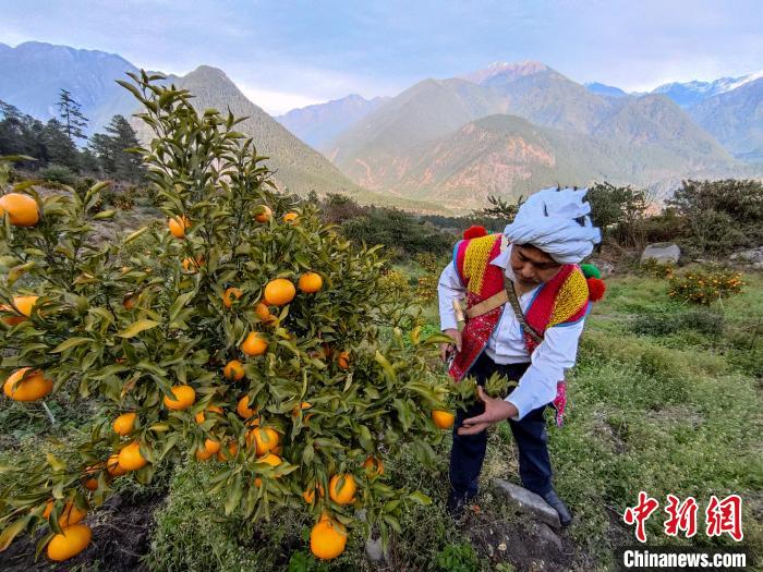 林芝下察隅鎮(zhèn)京都村101畝耙耙柑豐收?！〗w波 攝