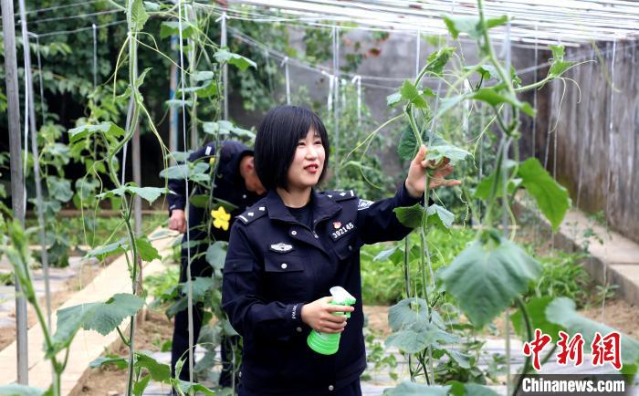 圖為李冬雪在溫室大棚里勞作?！∥鞑爻鋈刖尺叿罊z查總站供圖